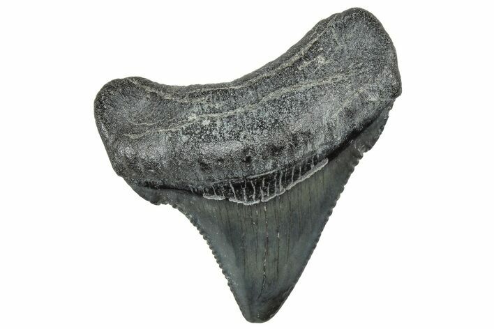 Serrated Chubutensis Tooth - Megalodon Ancestor #298722